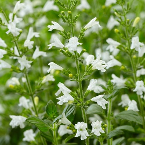 Calamintha Marvelette White - Bergsteentijm