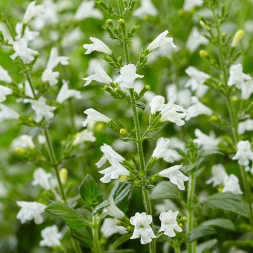 Calamintha Marvelette White - Bergsteentijm (Sixpack)
