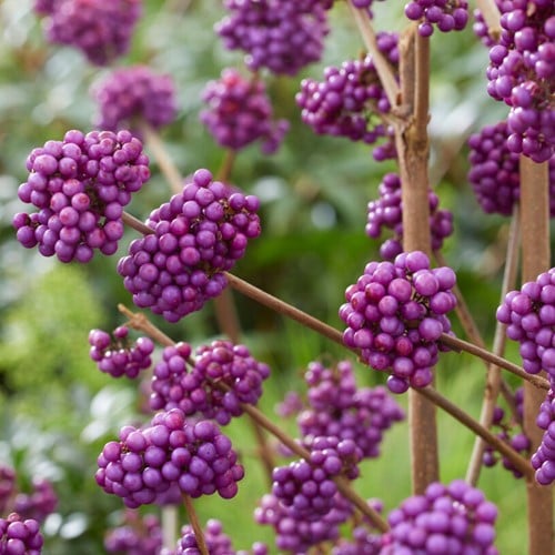 Callicarpa bodinieri Profusion - Schoonvrucht