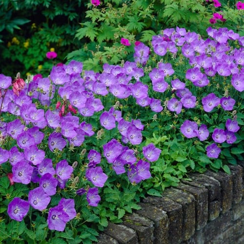 Klokjesbloem Blauwe Clips - Campanula carpatica