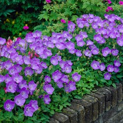 Klokjesbloem Blauwe Clips - Campanula carpatica (Sixpack)