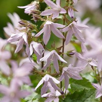 Klokjesbloem Lisduggan Variety - Campanula poscharskyana