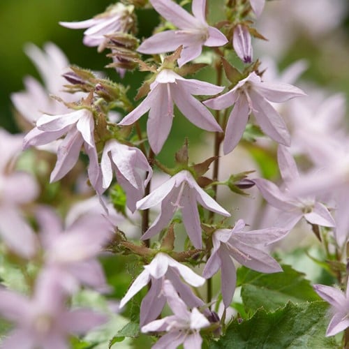 Klokjesbloem Lisduggan Variety - Campanula poscharskyana