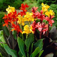 Canna Gemengd