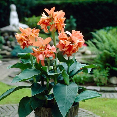 Canna Wyoming Oranje