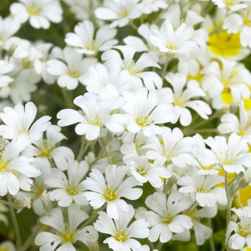 Cerastium tomentosum - Hoornbloem
