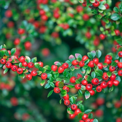 Dwergmispel Coral Beauty - Cotoneaster Suec.