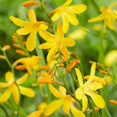 Crocosmia George Davidson - Montbretia (Potplant)
