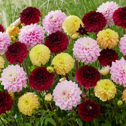 Dahlia Decoratief select mix