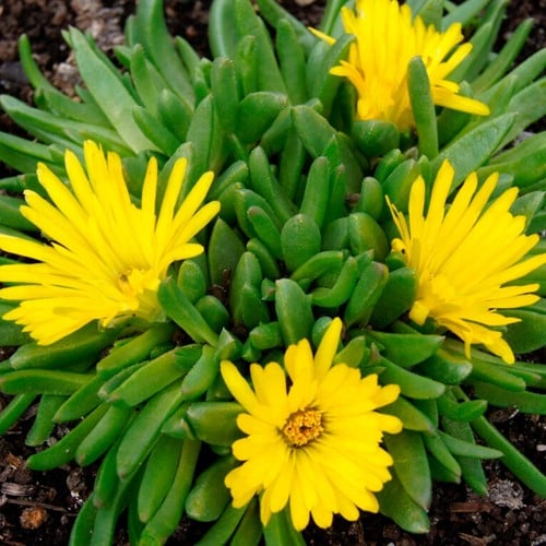 Ijsbloem - Delosperma congestum
