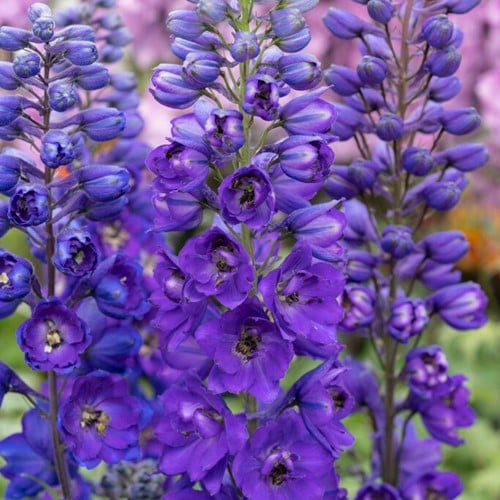 Ridderspoor - Delphinium (P) Black Knight