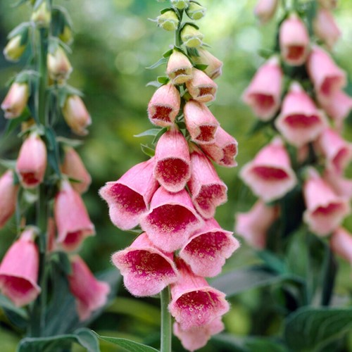 Digitalis mertonensis - Vingerhoedskruid (Driepack)
