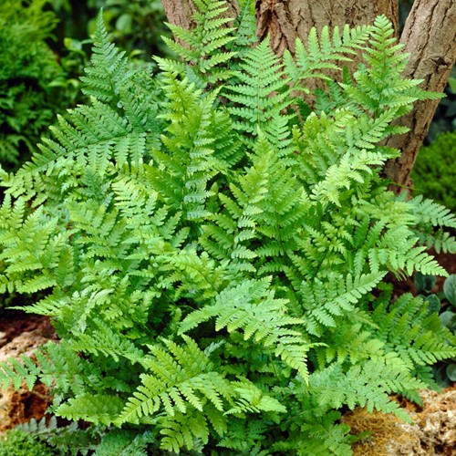 Mannetjesvaren - Dryopteris filix-mas