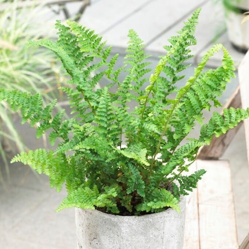 Athyrium Filix-Femina - Wijfjesvaren