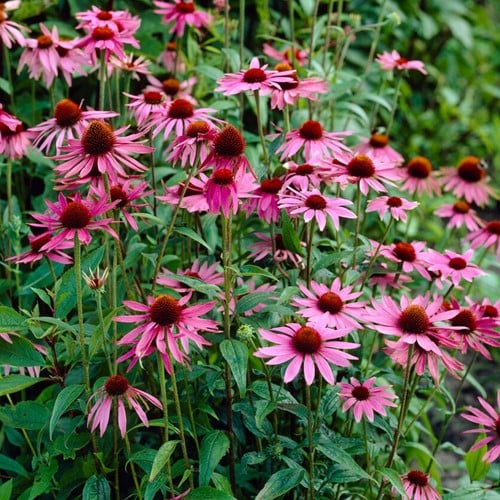 Roze Zonnehoed Magnus Roze - Echinacea