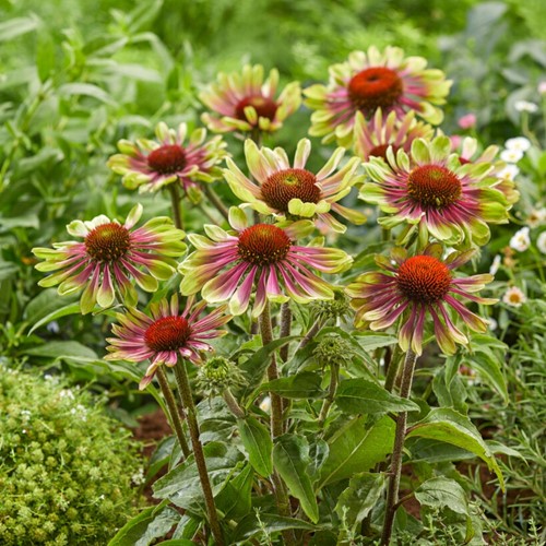 Echinacea Green Twister - Zonnehoed