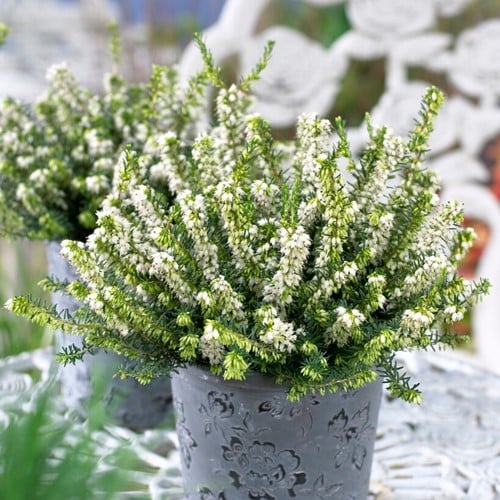 Winterheide White Perfection - Erica