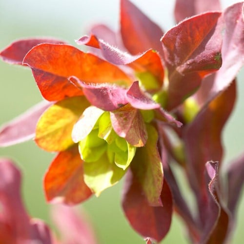 Euphorbia amygdaloides purpurea - Amandelwolfsmelk paars