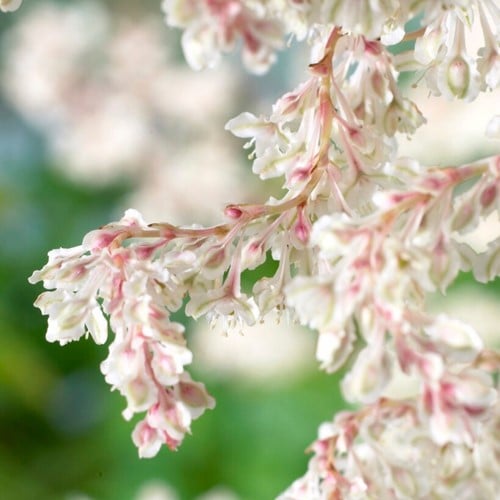 Chinese Bruidssluier (Fallopia Aubertii)