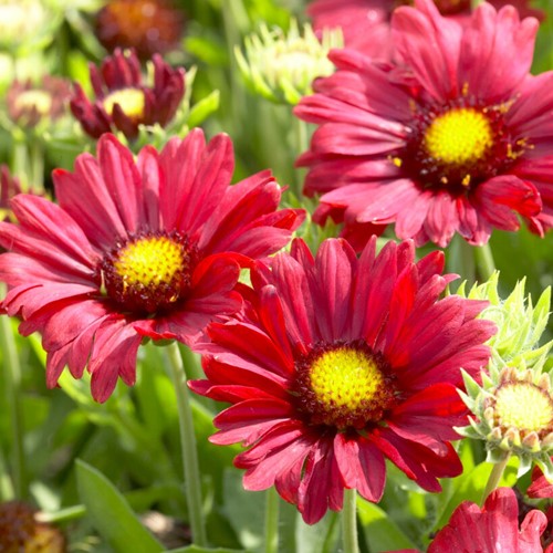 Kokardebloem Burgunder - Gaillardia (Sixpack)