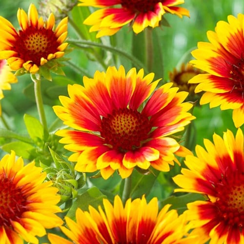 Kokardebloem Kobold - Gaillardia
