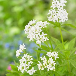 Lievevrouwebedstro - Galium odoratum