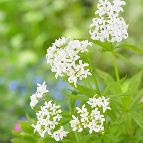 Lievevrouwebedstro - Galium odoratum (Sixpack)
