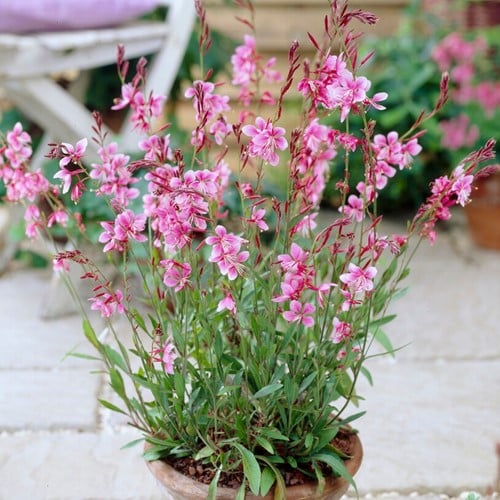 Prachtkaars Siskiyou Pink - Gaura lindheimeri (Sixpack)