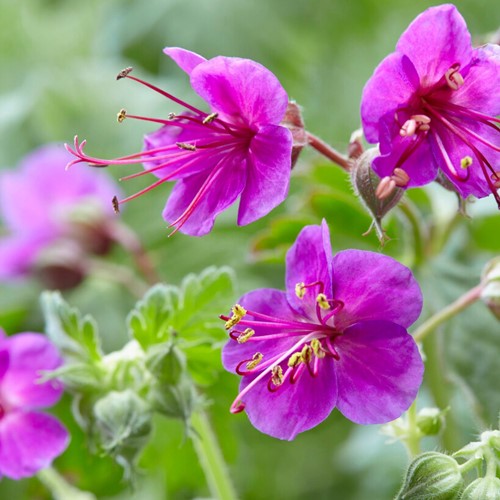 Ooievaarsbek Ingwersen's Variety - Geranium macrorrhizum