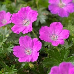 Ooievaarsbek Max Frei - Geranium sanguineum