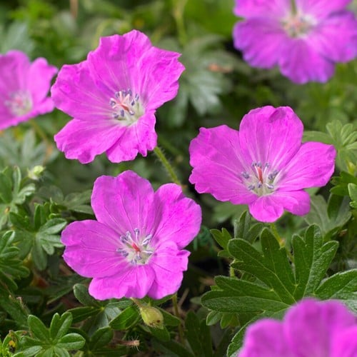 Ooievaarsbek Max Frei - Geranium sanguineum (Sixpack)