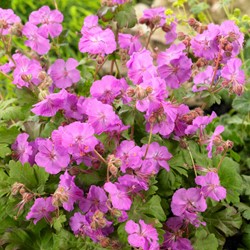 Geranium cantabrigiense Karmina - Ooievaarsbek