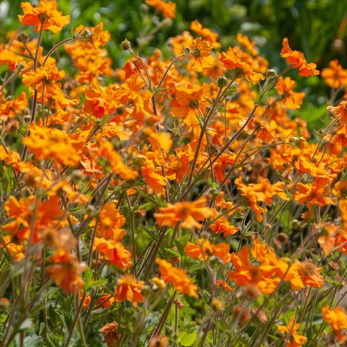 Geum coccineum Borisii - Nagelkruid
