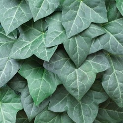 Klimop - Hedera hibernica - Potmaat: P9