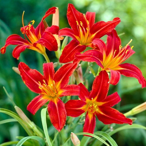 Hemerocallis Sammy Russell - Daglelie potplant (Sixpack)