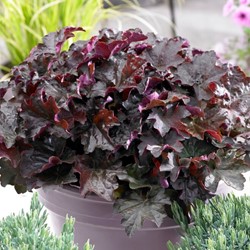 Heuchera Palace Purple - Purperklokje (Driepack)