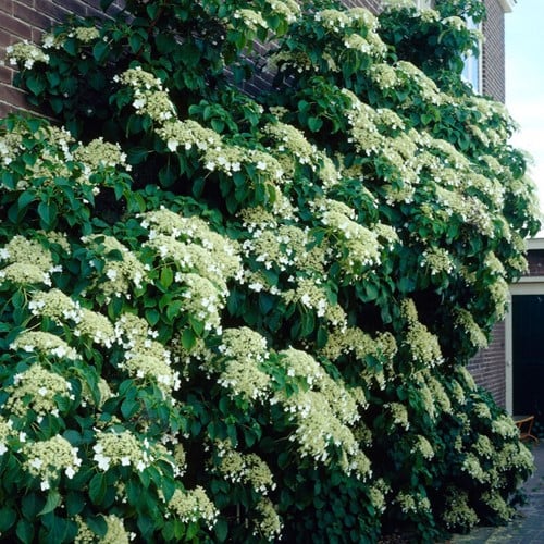 Hortensia petiolaris - Klimhortensia
