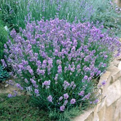Lavendel Dwarf Blue - Lavandula angustifolia (Sixpack)