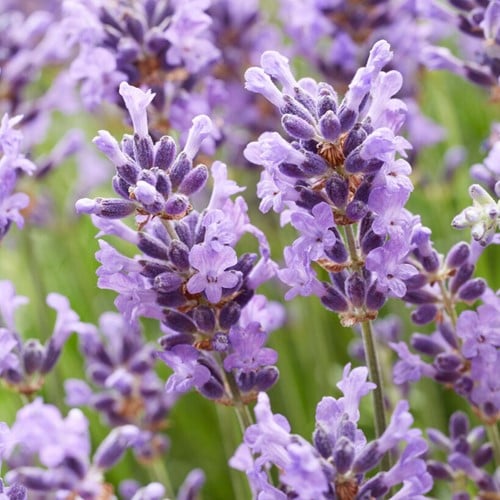 Lavendel Hidcote per 2 meter - Lavandula (Sixpack)