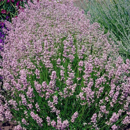 Lavendel Rosea - Lavandula angustifolia (Sixpack)