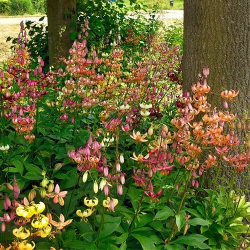 Turkse Lelie Mix - Lilium martagon
