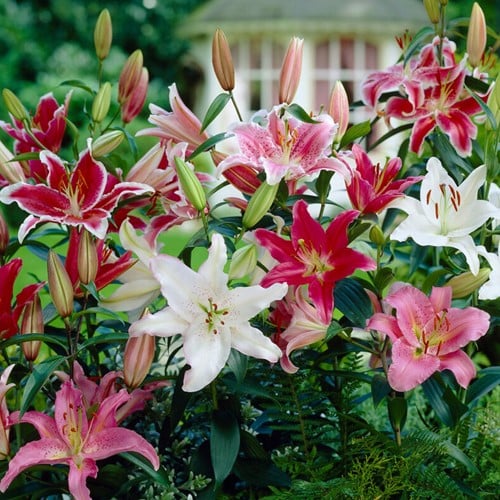 Lelie Parfum Mix - Lilium