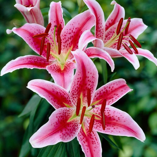 Lelies Oriental Stargazer - Lilium