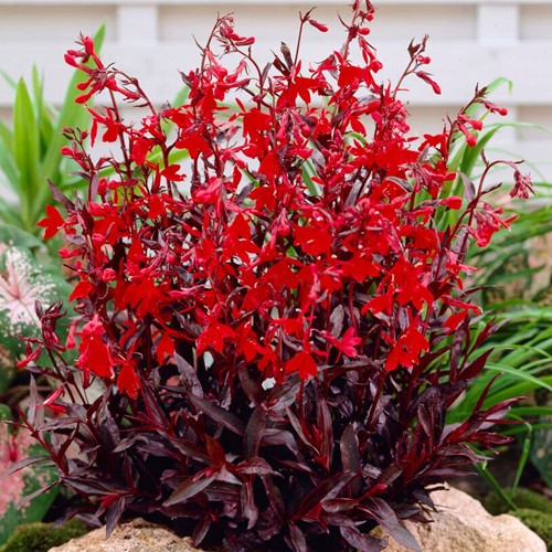 Lobelia fungens Queen Victoria (Kolibrie!)