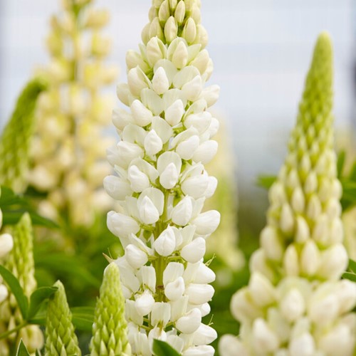 Lupine Wit - Lupinus gallery White