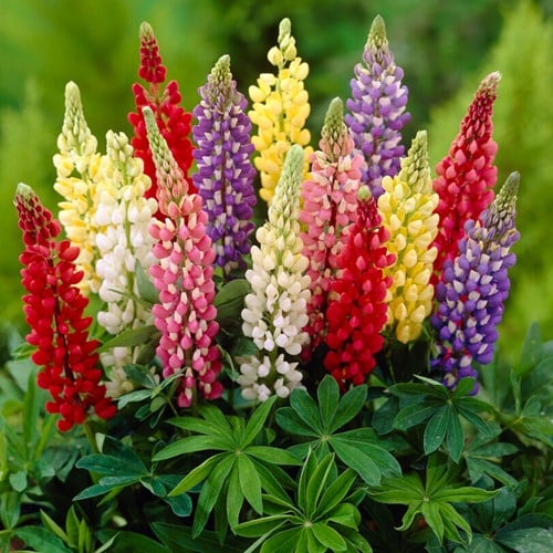 Lupine Gemengd - Lupinus mix