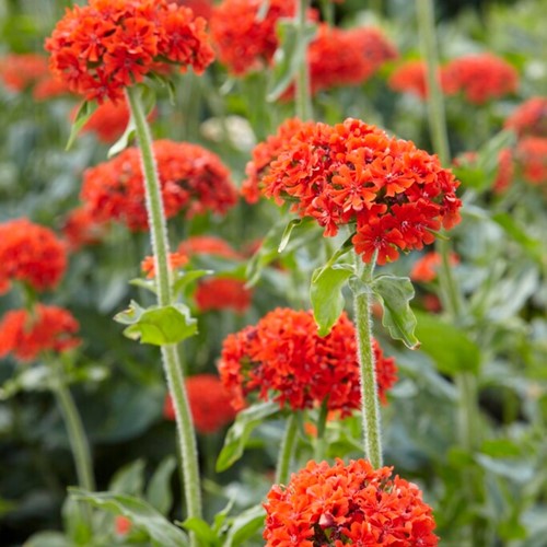 Brandende Liefde - Lychnis chalcedonica (Driepack)