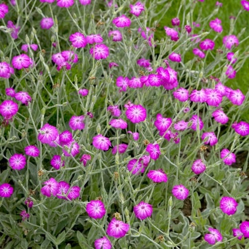 Lychnis coronaria - Prikneus (Driepack)