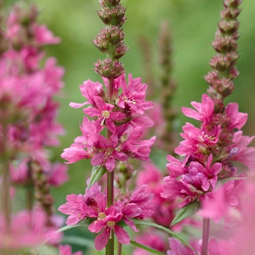 Lythrum salicaria Robert - Kattenstaart (Sixpack)