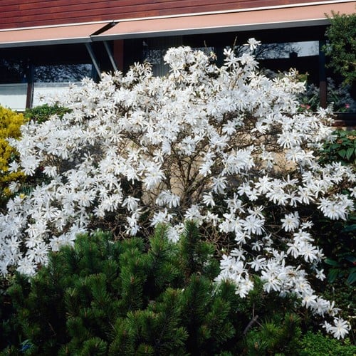 Stermagnolia - Magnolia stellata